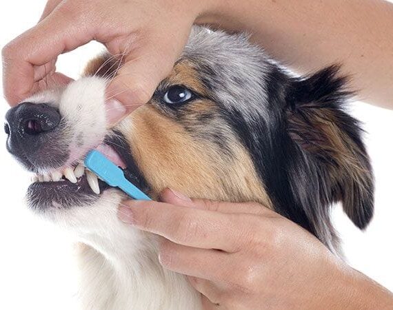 5fc13462e4b22240e272317a_How-to-clean-your-dogs-teeth