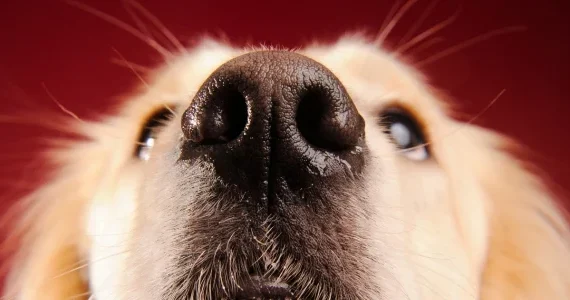 golden retriever nose up close-canva