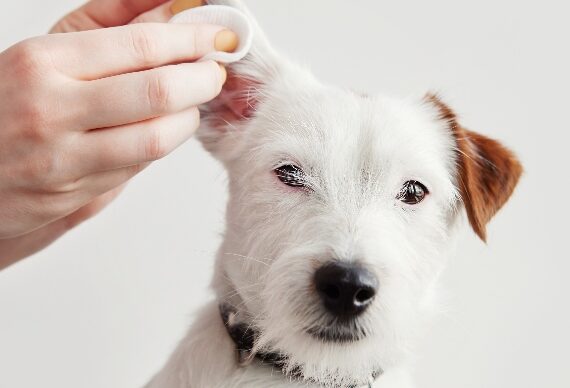 person_cleaning_a_dogs_ears_cropped